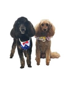 miniature poodle puppies for sale wa