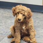 apricot mini poodle
