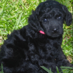 black mini poodle