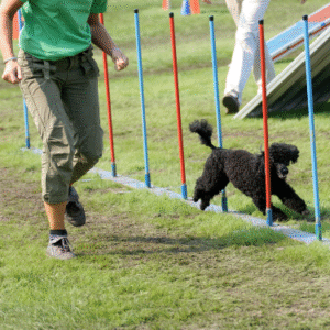 miniature poodle breeder wa
