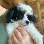 miniature poodle faq