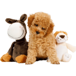 miniature poodle for sale