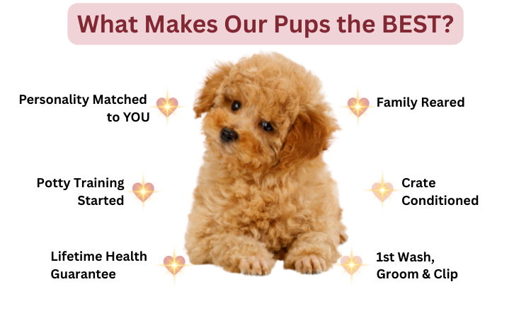 miniature poodle puppies for sale wa