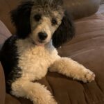 parti mini poodle