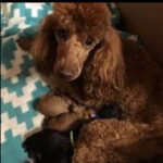 red mini poodle